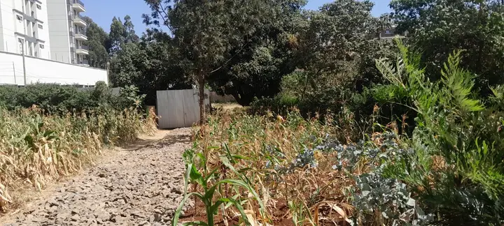 40 × 150 Plot, Ruaka — photo 3